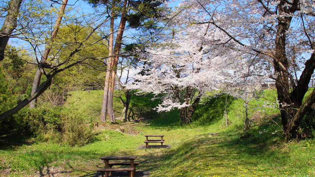 桜 万力公園 山梨市 山梨県 DSC02622