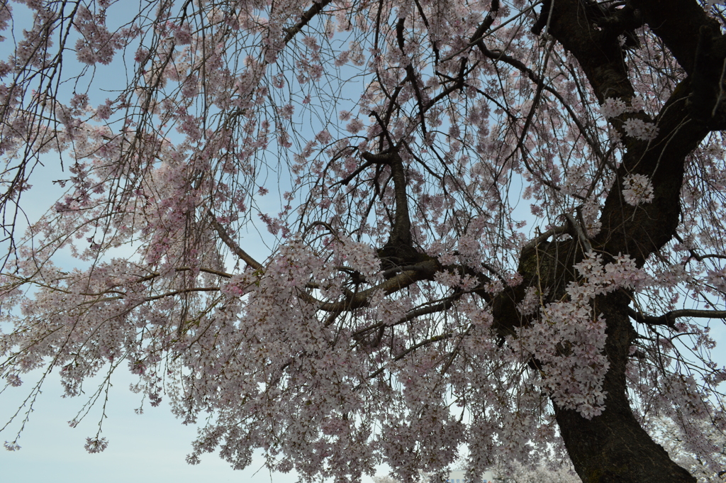 笛吹市役所 桜の名所 笛吹市 山梨県