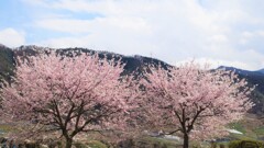 ぶどうの丘 甲州市 山梨県 DSC02189