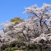 桜 万力公園 山梨市 山梨県 DSC02630