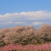 花 小瀬スポーツ公園 甲府市 山梨県 DSC08424