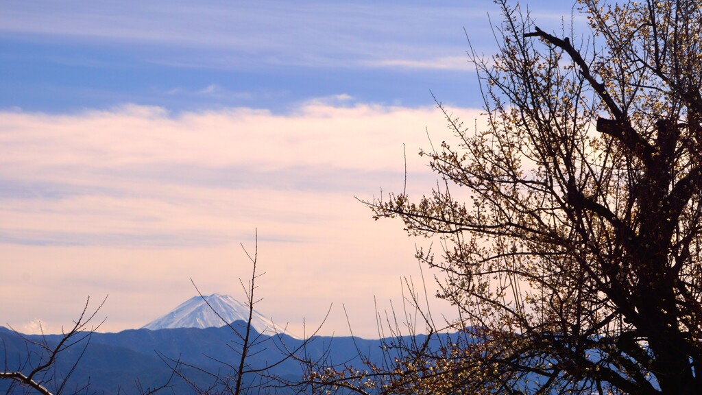 富士山 藤木 甲州市 山梨県 DSC04390