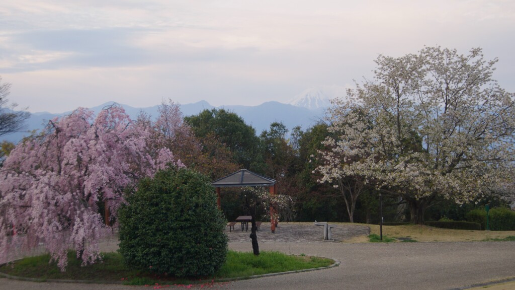 富士山 笛吹川フルーツ公園 山梨市 山梨県 DSC05551