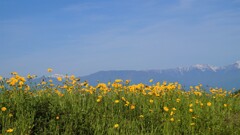 花 南アルプス 日川 山梨市 山梨県 DSC03236