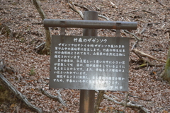 座禅草 ざぜんそう 小倉山 玉宮 甲州市塩山竹森 山梨県