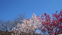 花 山梨市三富下釜口 山梨県 DSC02928