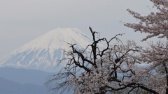 富士山 桜 甲斐市 山梨県 DSC02793 