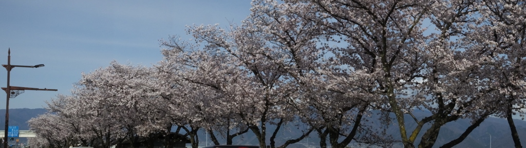 笛吹市役所 桜の名所 笛吹市 山梨県