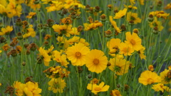 花 山梨市 山梨県 DSC03417