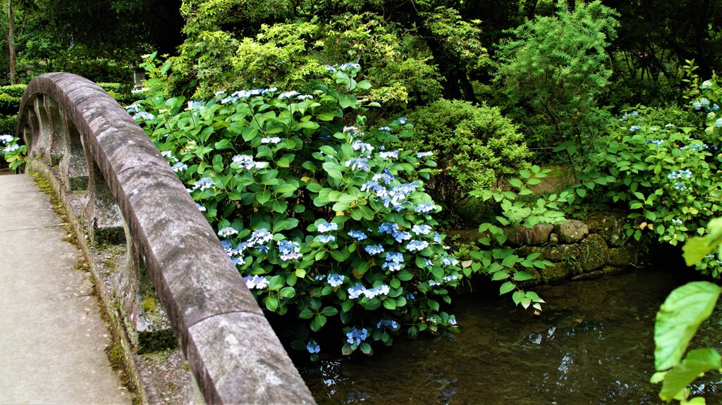 花の寺 放光寺 甲州市 塩山藤木 山梨県 DSC03617