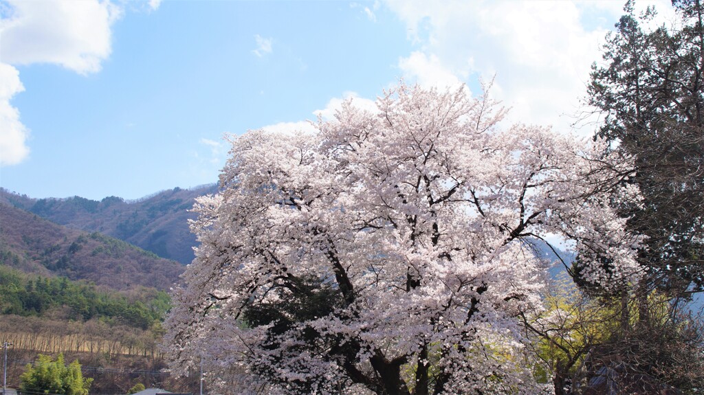 桜 甲州市塩山中萩原 山梨県 DSC02490