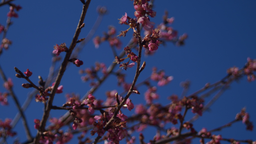 花 荒川 甲府市 山梨県 DSC00751