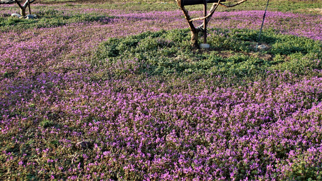 花 笛吹市春日居町鎮目 山梨県  DSC01368