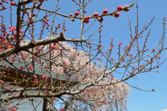 第六天魔王 牧丘町 秩父多摩甲斐国立公園 山梨市 山梨県