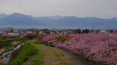 富士山 花 笛吹市春日居町 山梨県 DSC02631