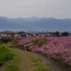富士山 花 笛吹市春日居町 山梨県 DSC02631