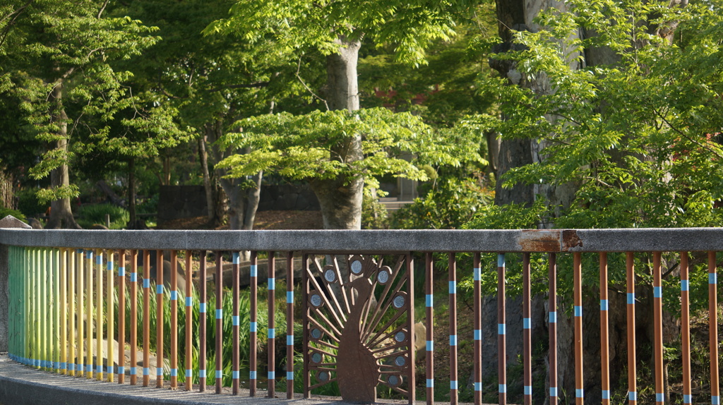樹木 万力公園 山梨市 山梨県 DSC00508