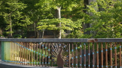 樹木 万力公園 山梨市 山梨県 DSC00508