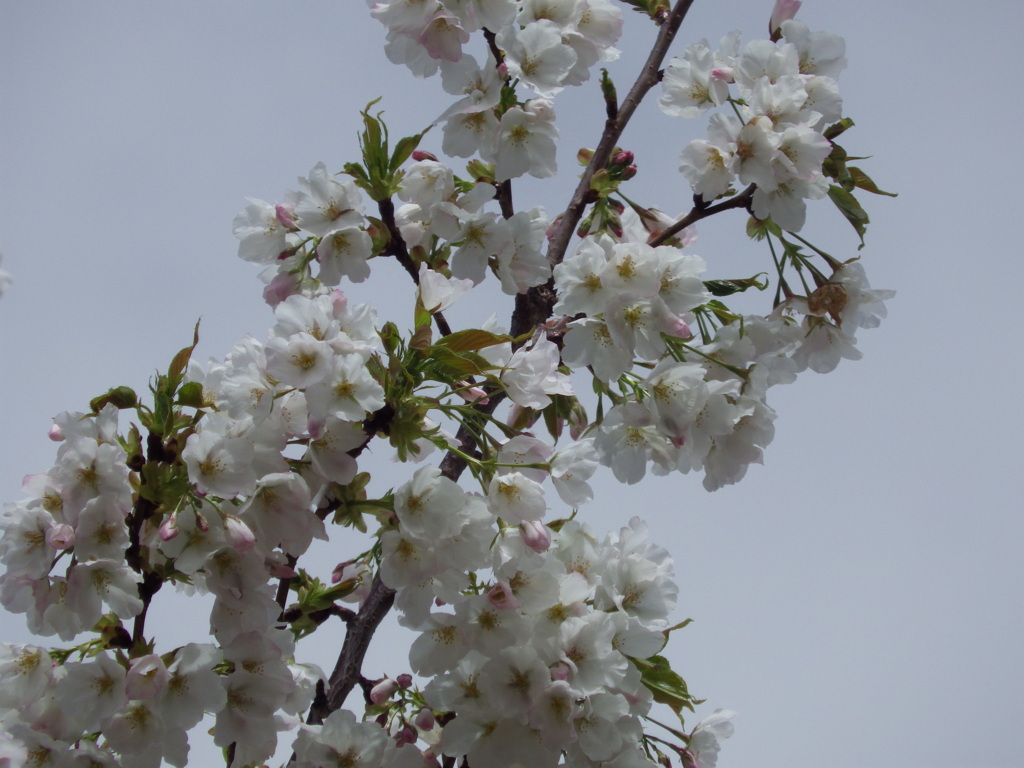 櫻　山梨県