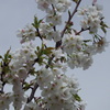 櫻　山梨県