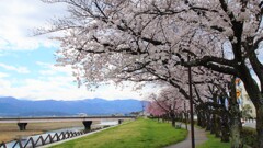 花 笛吹市市役所 山梨県 DSC01985