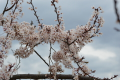 松里 甲州市塩山 山梨県