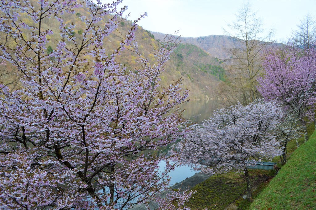 広瀬ダム 秩父多摩甲斐国立公園 山梨市 山梨県