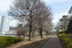 舞鶴城 甲府市 山梨県