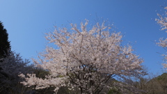 道の駅花かげの郷まきおか 牧丘町 秩父多摩甲斐国立公園 山梨市 山梨県