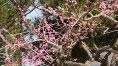 花の寺 放光寺 甲州市 塩山 藤木 山梨県 DSC08132