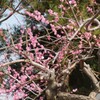 花の寺 放光寺 甲州市 塩山 藤木 山梨県 DSC08132