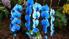 ハーブ庭園 夢日記 勝沼庭園 甲州市 山梨県 DSC06097