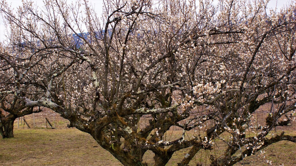 花 塩山下柚木 甲州市 山梨県 DSC07818