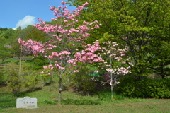 塩山ふれあいの森総合公園 甲州市 山梨県