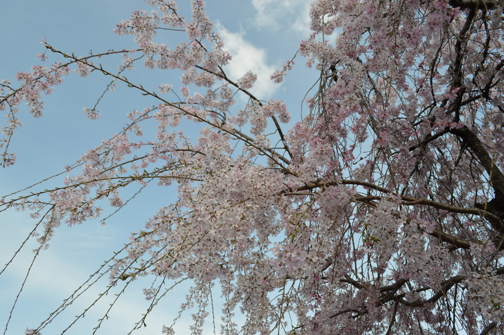 笛吹市役所 桜の名所 笛吹市 山梨県