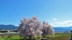 日本の風景 花 甲州市 山梨県 DSC_8888