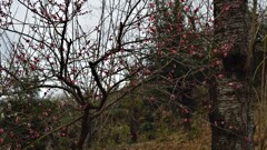 花 塩山下柚木 甲州市 山梨県 DSC_0055