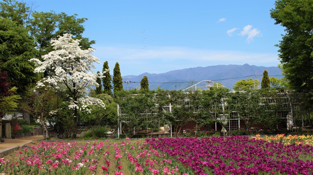 花 ハーブ庭園夢日記 甲州市 山梨県 DSC03076