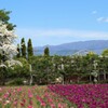花 ハーブ庭園夢日記 甲州市 山梨県 DSC03076
