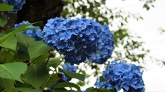 花の寺 放光寺 甲州市 塩山藤木 山梨県 DSC03602