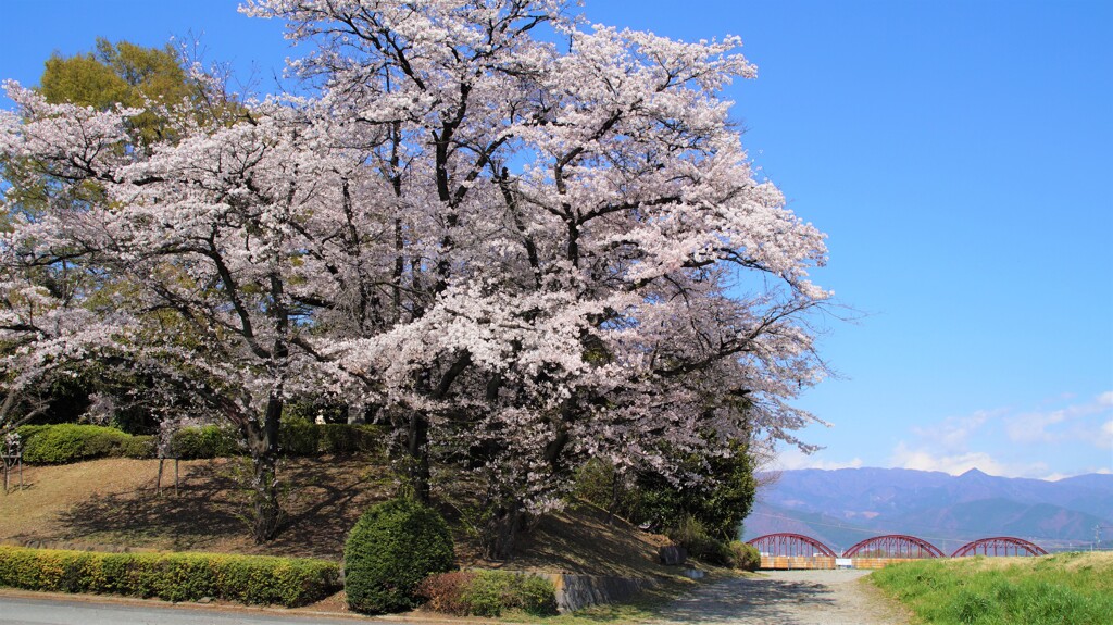 桜 万力公園 めがね橋 山梨市 山梨県 DSC02626