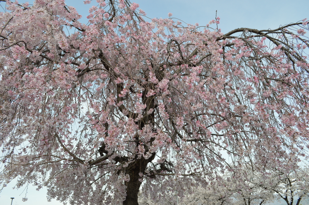 笛吹市役所 桜の名所 笛吹市 山梨県