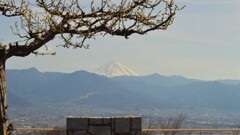 富士山 フルーツ公園 花 山梨市 山梨県 DSC_0009