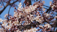 花 一宮町金田 山梨県 DSC01613