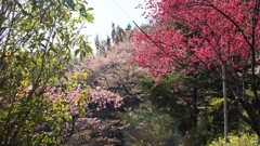 花 山梨市三富下釜口 山梨県 DSC02920