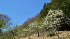 花 秩父多摩甲斐国立公園 山梨市三富徳和 山梨県  DSC_0018