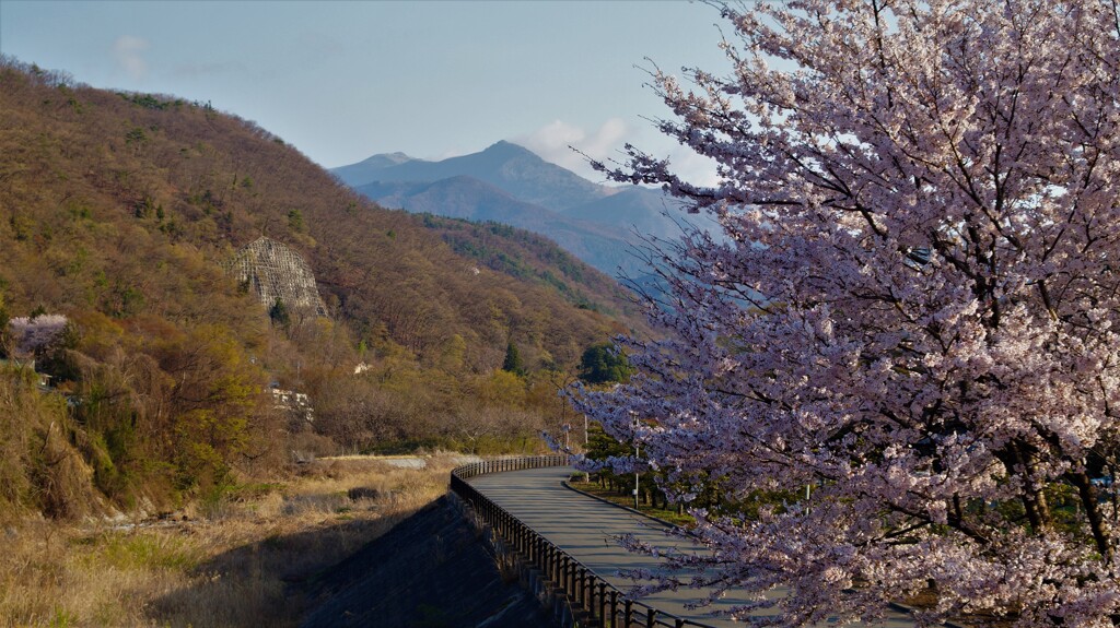 桜 坐忘 乾徳山 山梨市 山梨県 DSC02537