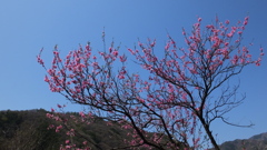 牧丘町窪平 秩父多摩甲斐国立公園 山梨市 山梨県