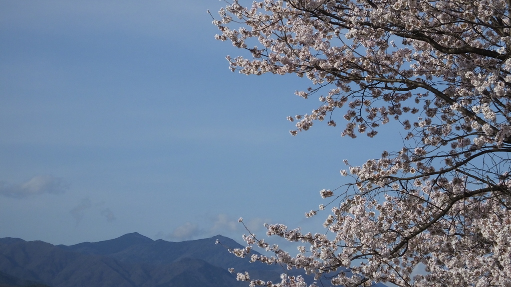 桜の名所 笛吹川 笛吹市 山梨県