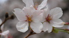 花 山梨市 山梨県 DSC01439